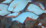 DRAGA Jastarnia - Świeże ryby z portowej smażalni